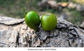 Image result for Vangueria esculenta
