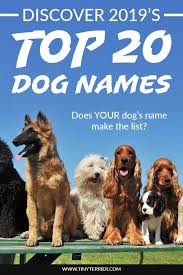 Top 20 Best Dog Names For 2019 Boys Girls Tiny Terrier Whichever dog name you end up choosing, the only thing important is that you and your furball like it. top 20 best dog names for 2019 boys