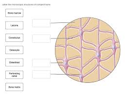 The compact bone is composed of calcified extracellular material the bone matrix and 3 major cell types which are osteoblast which ssynthesize and secrete the organic components of bone matrix which include type 1 collagen fibers proteoglycans and several glycoproteins such as ostepnectin. Solved Label The Microscopic Structures Of Compact Bone Chegg Com