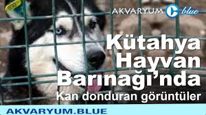 Kutahya Hayvan Barinaginda Skandal Youtube
