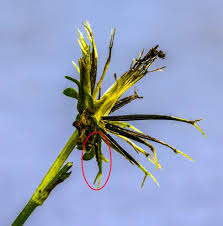 Image result for Kyllinga alba