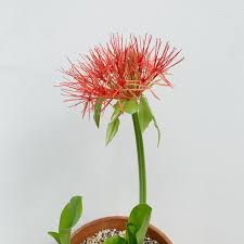 Image result for Hippeastrum sp. cultivars