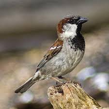 Sparrow Birds Of Colorado Identification Identify North American Sparrows With This Photo Gallery House Sparrow Sparrow Pictures Sparrow