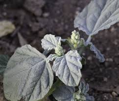 Image result for Chrozophora