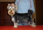 Curly Long Hair Yorkie