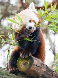 Red Panda Emote Red Panda Red Panda Cute Red Panda Scary Animals