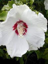 Check spelling or type a new query. Mauve En Arbre Red Heart Hibiscus Syriacus Le Jardin Du Pic Vert