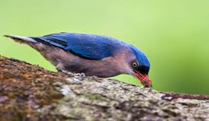 Scopri ricette, idee per la casa, consigli di stile e altre idee da provare. Harga Burung Rambatan