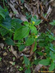 Image result for Sclerocarpus africanus