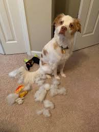 Happy #nationalpuppyday 🐾