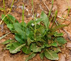 Image result for Elytraria