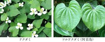 何首鳥 かしゅう 回春仙本舗 昭和化学工業