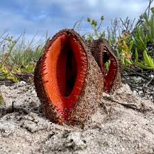 Image result for Hydnora
