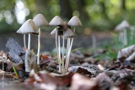 Image result for Conocybe lactea