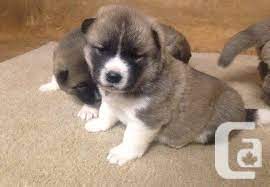 Check spelling or type a new query. Good Family Member Akita Puppies For Sale In Vancouver British Columbia Classifieds Canadianlisted Com