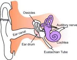Natural Home Remedies For Ear Infections There Are Natural Alternatives To Ease The Pain Of An Earache Or Ear Infection Earaches A Skincare Diy In 2019