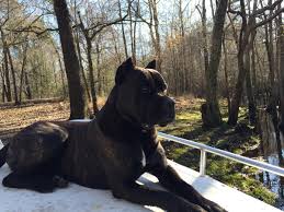 The cane corso (pronounced ˈkaːne ˈkɔrso) is an italian breed of mastiff. Cane Corso The Protector Breed Peoria Az Arrowhead Pooper Scoopers