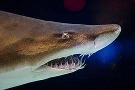 Due to their sheer size and nature, shark teeth have even become collectible, particularly for fishermen and hunters. Sand Tiger Shark Wikipedia