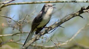 Pin On Birds