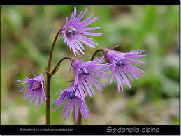Soldanella Alpina Outside Plants Alpine Flowers Flowers