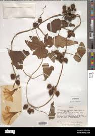 Image result for Lepistemon owariensis