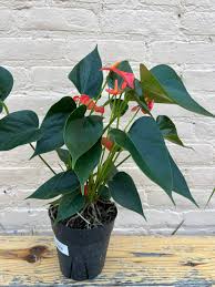Image result for Anthurium andraeanum