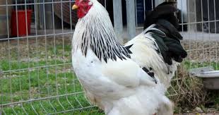 Coq Brahma Blanc Hermine Noir A Vendre Animaux Coq Poule