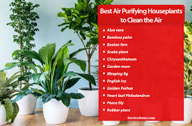 Indoor air can be more polluted than outside air, which is typically five times higher than outdoor air. 13 Best Air Purifying Houseplants To Clean The Air And Beautify Your Home