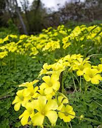Image result for Oxalis pes-caprae
