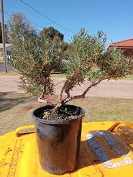 Image result for rosemary bonsai