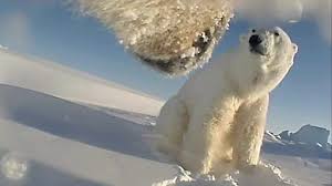 collar cams reveal polar bears eye view