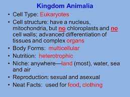 What are the two main animal groups? Taxonomy And Classification Ppt Video Online Download