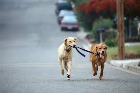 The breed is generally healthy, although if the dachshund parent is dominant, your puppy may develop eye problems when he's older. Is A Crossbreed Between Golden Retriever And Labrador Good