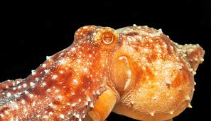 Image result for Octolepis decalepis