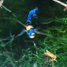 Beautiful Blue Galaxy Plakat Betta Fish Video Betta Fish Pet Fish Betta