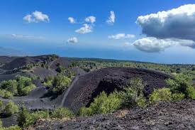 Image result for Isoglossa vulcanicola