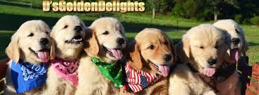 Golden retriever in wexford €2,100 beautiful pure bred champion pedigree golden retriever puppies for sale. Dwvyvtqnrgym M