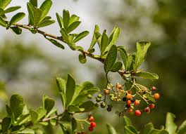 Image result for Ehretia rigida