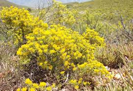 Image result for Pteronia acuminata