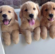 Golden retriever puppies for sale in levittown, pennsylvania united states. Golden Puppies Goldenrpuppies Twitter