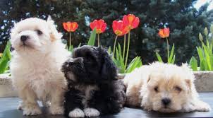 Notre Elevage Familial De Bichon Havanais Nous Nous Situons Dans Le Var 83