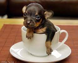 Pin En Cachorritos