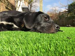 If your dog is regularly using the lawn to make a mess, and you're not a big fan of picking it up, we recommend a shorter pile grass to make this job a. Artificial Grass For Dogs Fake Lawns For Dogs And Pets