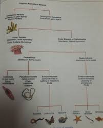 Flow Chart Of Vertebrates And Invertebrates Diagram