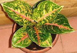 Aglaonema Boxing Breeder From Thailand Photo Date 10 June 2013 Posting Date 10 June 2013 Photo Date 10 June Plant Leaves Thailand Photos Plants