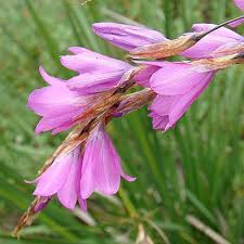 Image result for Dierama formosum × plowesii