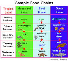 Primary consumers, which is more or less synonymous with herbivores, eat the things that turn sunlight into energy. Food Chain Enchantedlearning Com