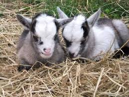 Two Pygmy Goat Kids Are Enjoying The Warm Weather At Five Sisters Zoo In The Uk Pygmy Goat Baby Zoo Animals Newborn Animals