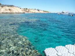 Consider shark's bay oasis your ideal destination due to the great memories each of your family members will bring back. Sharks Bay Oasis Apartment In Sharm El Sheikh Egypt Reviews Prices Planet Of Hotels