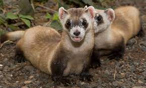 Black Footed Ferret Smithsonian S National Zoo